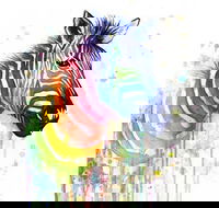 Rainbow Zebra - 65 Northbourne 7.30-9.30pm - Accommodation Asia