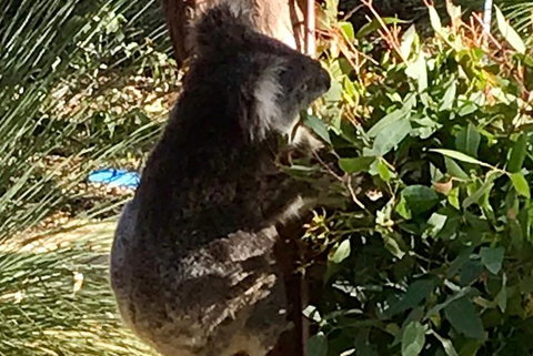 Pinnacles And Yanchep National Park Day Trip From Perth Including Lobster Shack Lunch And Sandboarding - Accommodation China 6