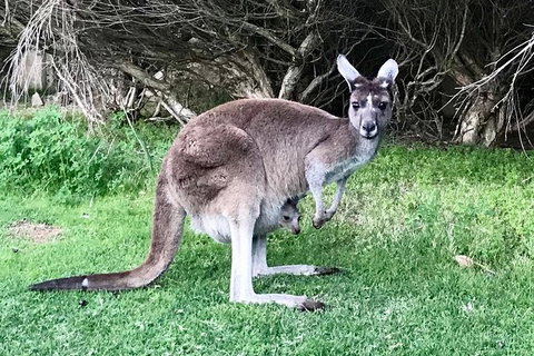 Pinnacles And Yanchep National Park Day Trip From Perth Including Lobster Shack Lunch And Sandboarding - Accommodation China 8