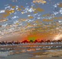 1 Hour Broome Sunset Camel Tour - Accommodation Asia
