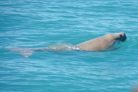 Snubfin Dolphin Eco Cruise From Broome - Accommodation Asia 1