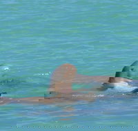 Snubfin Dolphin Eco Cruise from Broome - Accommodation Asia