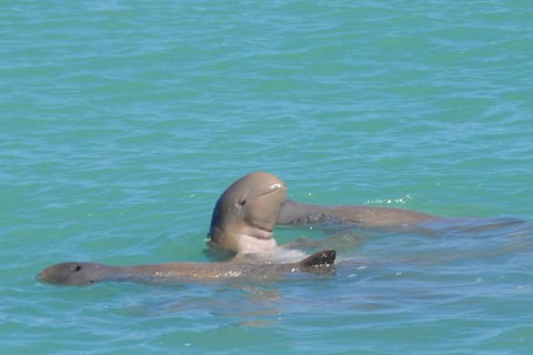 Snubfin Dolphin Eco Cruise From Broome - Accommodation Asia 2