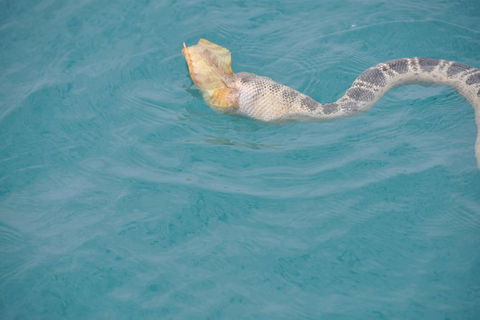 Snubfin Dolphin Eco Cruise From Broome - Accommodation Asia 10