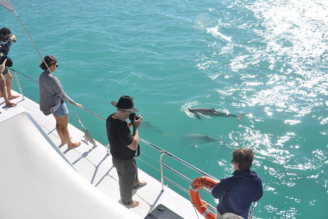 Snubfin Dolphin Eco Cruise From Broome - Accommodation Asia 4