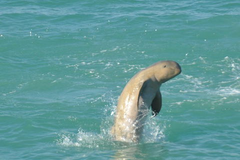 Snubfin Dolphin Eco Cruise From Broome - Accommodation Asia 11