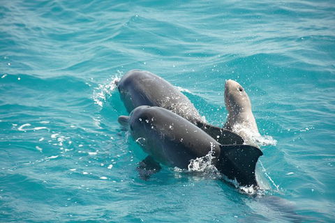 Snubfin Dolphin Eco Cruise From Broome - Accommodation Asia 6