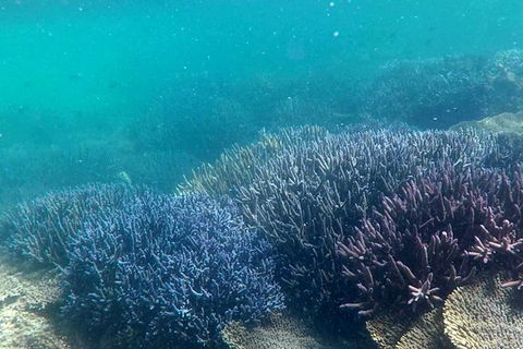 Abrolhos Island Half Day Fly And Flipper - Accommodation Guide 1