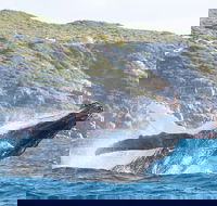 Jet Boat Whale Watching Safari from Dunsborough - Accommodation China