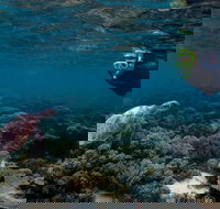 3 Night Ningaloo Reef Snorkel and Dive Getaway from Coral Bay - Accommodation Asia