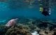 3 Night Ningaloo Reef Snorkel And Dive Getaway From Coral Bay - thumb 2