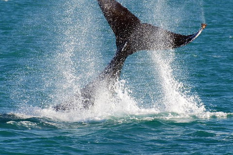 Whale-Watching Cruise And Hillarys Boat Harbour Day Trip From Perth - Accommodation Guide 0