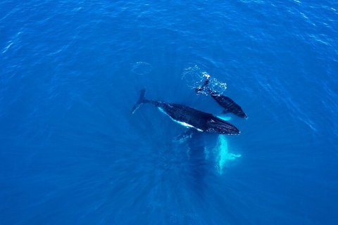 Whale-Watching Cruise And Hillarys Boat Harbour Day Trip From Perth - Accommodation Guide 8