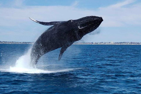Whale-Watching Cruise And Hillarys Boat Harbour Day Trip From Perth - Accommodation Guide 7