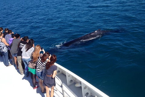 Whale-Watching Cruise And Hillarys Boat Harbour Day Trip From Perth - Accommodation Guide 5