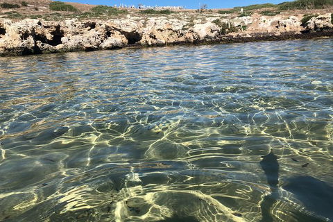Penguin Island And Fremantle - Canoe, Chocolate & Coffee - Accommodation Guide 5