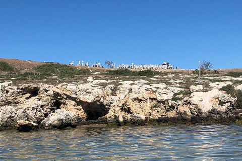 Penguin Island And Fremantle - Canoe, Chocolate & Coffee - Accommodation Guide 9