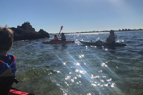 Penguin Island And Fremantle - Canoe, Chocolate & Coffee - Accommodation Guide 11