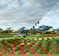 Vasse Felix Winery Tour and Tasting - Accommodation China