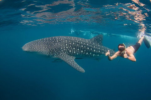 Ningaloo Reef Whale Shark Snorkeling Adventure Apr-July - Accommodation Asia 0