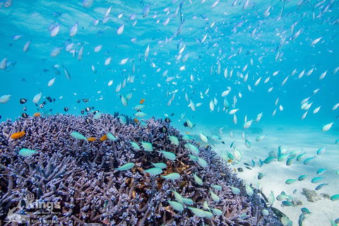 Ningaloo Reef Whale Shark Snorkeling Adventure Apr-July - Accommodation Asia 6