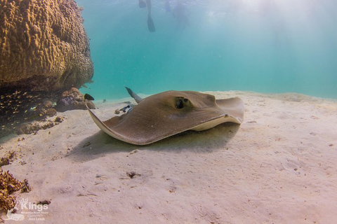 Ningaloo Reef Whale Shark Snorkeling Adventure Apr-July - Accommodation Asia 12