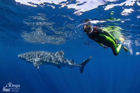 Ningaloo Reef Whale Shark Snorkeling Adventure Apr-July - Accommodation Asia 10