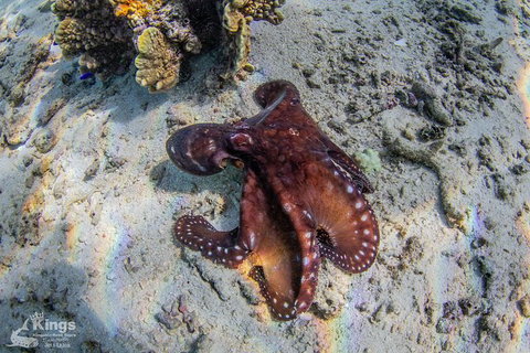 Ningaloo Reef Whale Shark Snorkeling Adventure Apr-July - Accommodation Asia 11