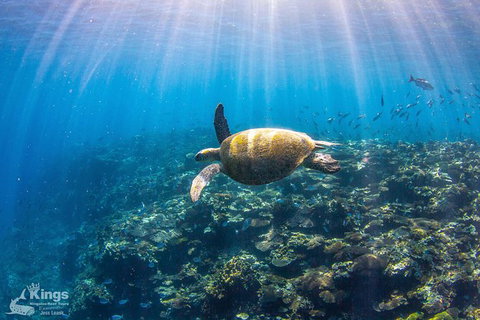 Ningaloo Reef Whale Shark Snorkeling Adventure Apr-July - Accommodation Asia 3