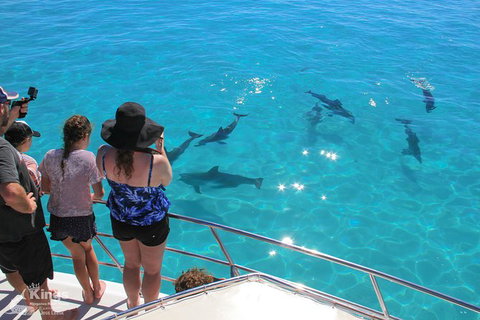 Ningaloo Reef Whale Shark Snorkeling Adventure Apr-July - Accommodation Asia 4
