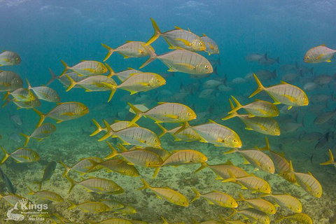 Ningaloo Reef Whale Shark Snorkeling Adventure Apr-July - Accommodation Asia 5