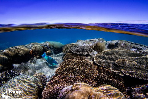 Ningaloo Reef Whale Shark Snorkeling Adventure Apr-July - Accommodation Asia 8