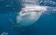 Ningaloo Reef Whale Shark Snorkeling Adventure Apr-July - thumb 9