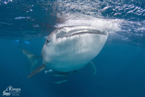 Ningaloo Reef Whale Shark Snorkeling Adventure Apr-July - Accommodation Asia 9