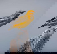 Lake Argyle Birdwatching Charter - Accommodation Guide