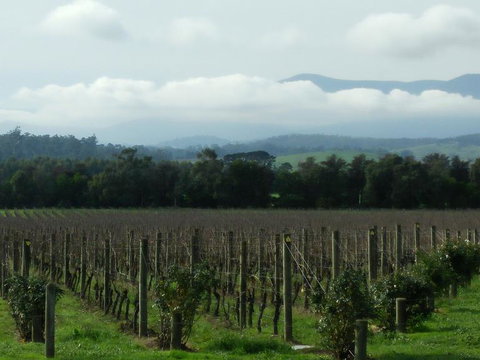 Yarra Valley Winery Tour From Melbourne Including Lunch And Yarra Valley Chocolaterie - Accommodation China 6