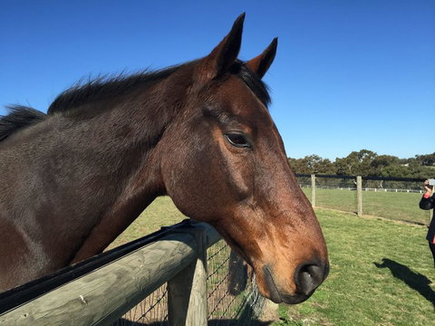 Champion Racehorse Tour With Beer And Wine Tasting - Accommodation Guide 5