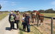 Champion Racehorse Tour With Beer And Wine Tasting - thumb 10
