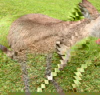 2 Day Exclusively Private Tour Of Phillip Island  The Penguin Parade - Accommodation Asia