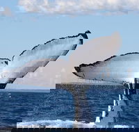 Phillip Island Whale Watching Tour - Accommodation Asia