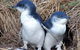 Day Tour Of Phillip Island Nature Parks & Penguins - thumb 0
