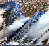 Day Tour of Phillip Island Nature Parks  Penguins - Accommodation Asia