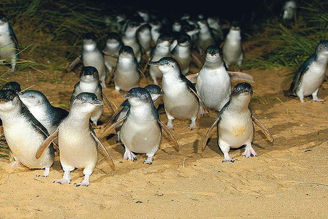 Day Tour Of Phillip Island Nature Parks & Penguins - Accommodation Asia 6