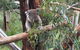 Day Tour Of Phillip Island Nature Parks & Penguins - thumb 3