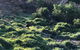 Day Tour Of Phillip Island Nature Parks & Penguins - thumb 8