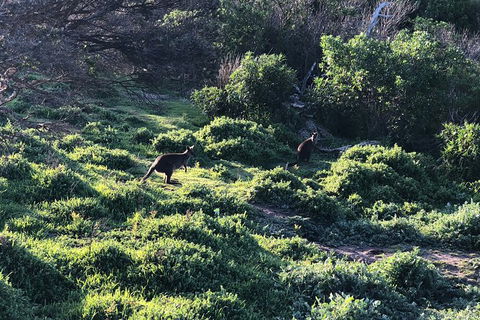 Day Tour Of Phillip Island Nature Parks & Penguins - Accommodation Asia 8