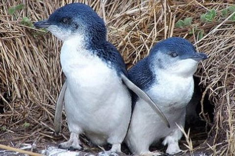 Day Tour Of Phillip Island Nature Parks & Penguins - Accommodation Asia 2