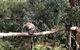 Day Tour Of Phillip Island Nature Parks & Penguins - thumb 4