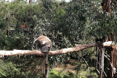 Day Tour Of Phillip Island Nature Parks & Penguins - Accommodation Asia 4