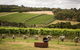 Montalto Vineyard: Mornington Peninsula Discovery Wine Tasting And Lunch - thumb 0